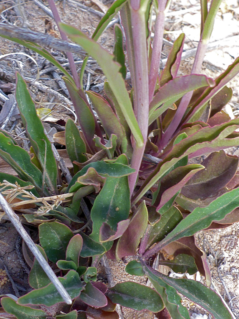 Basal leaves