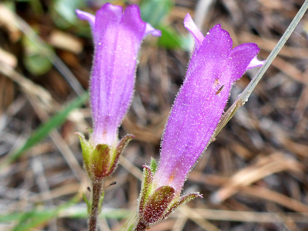 Two purple flowers