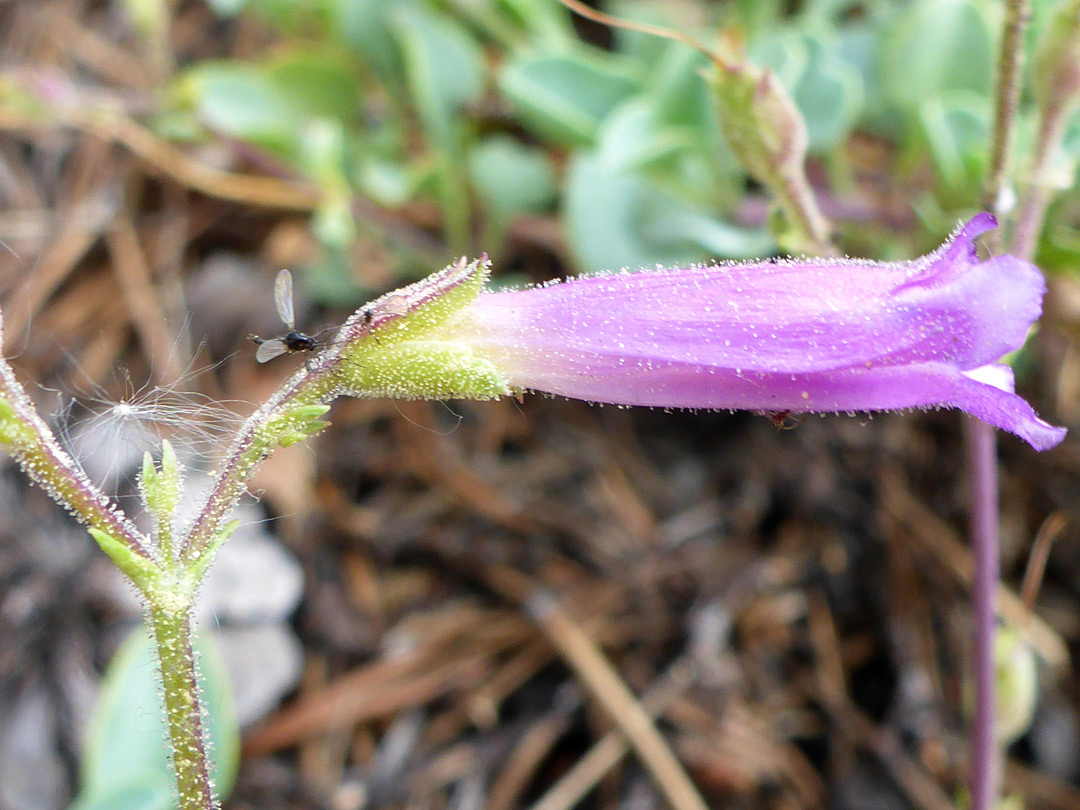 Glandular corolla and calyx