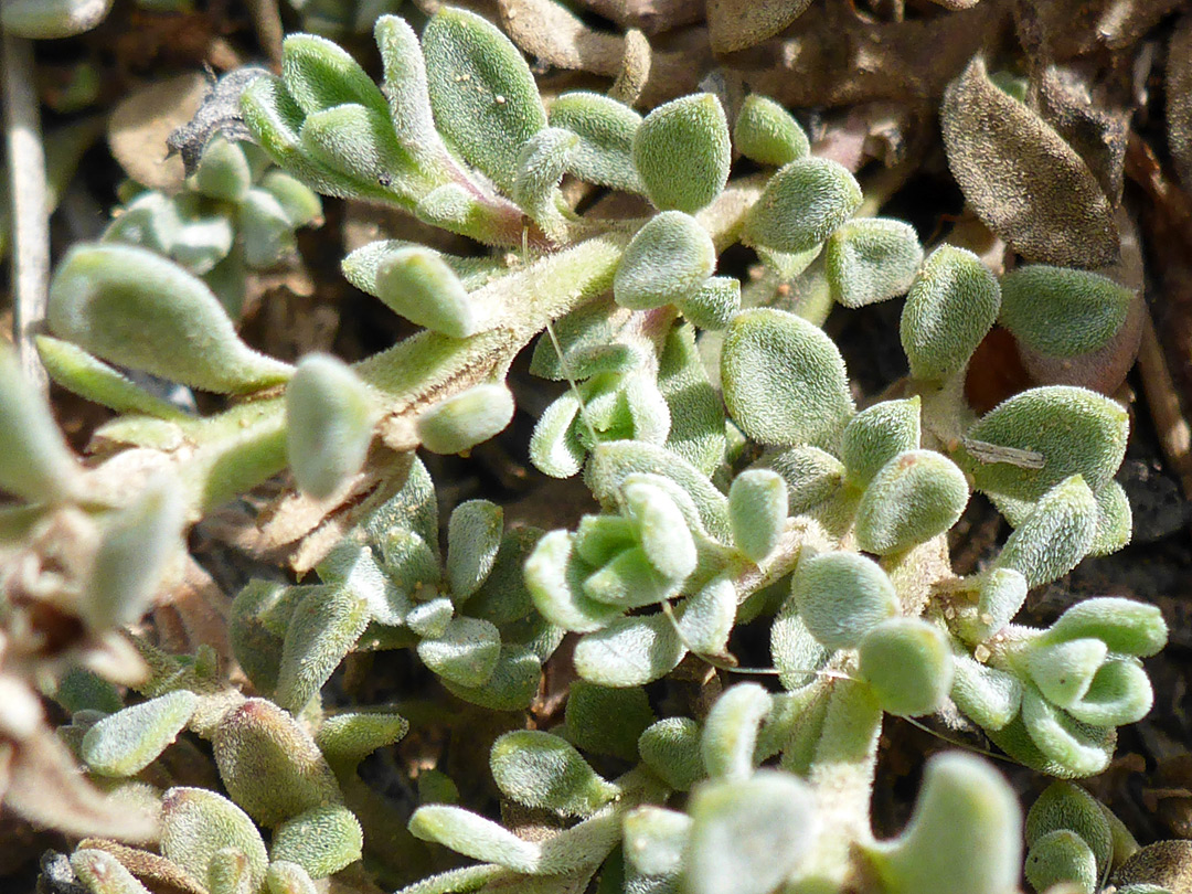 Small, hairy leaves