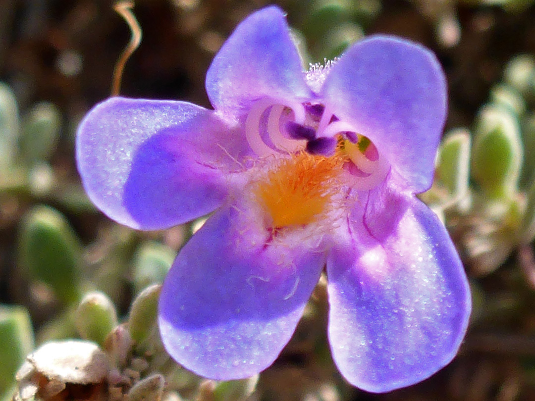 Blue-purple flower