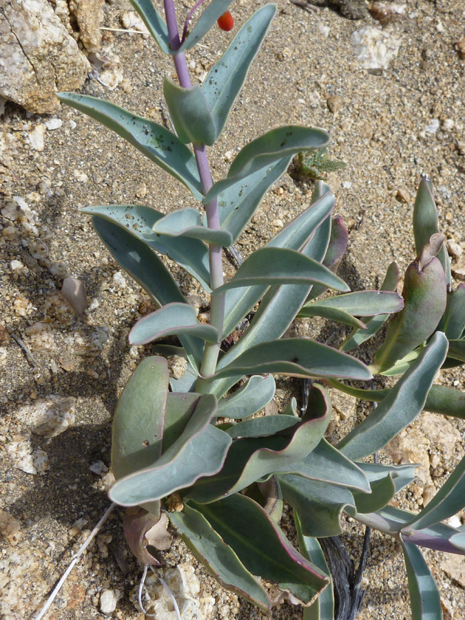 Grey-green leaves