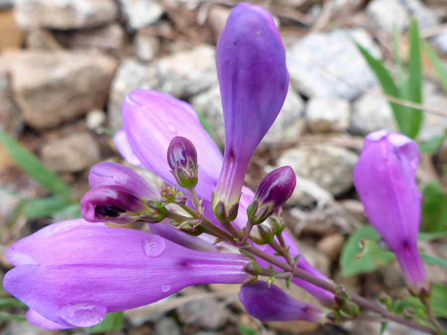 Hairless flowers