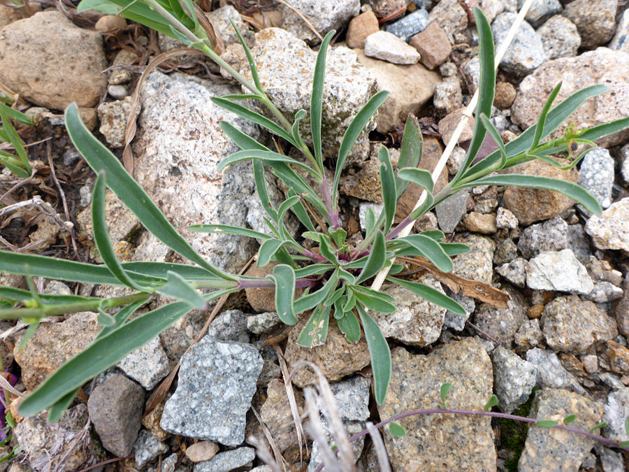 Stems and leaves