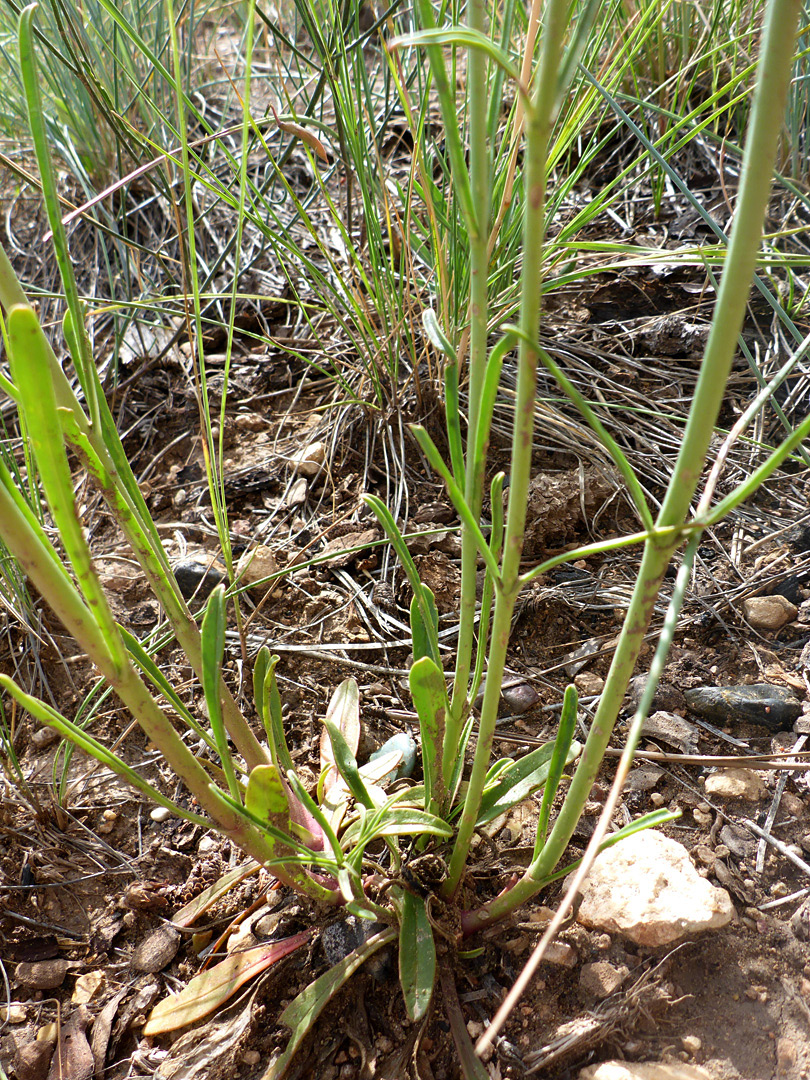 Stems and basal leaves