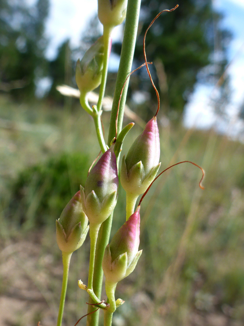 Developing fruits