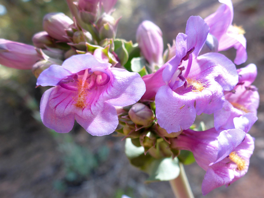 Buds and flowers