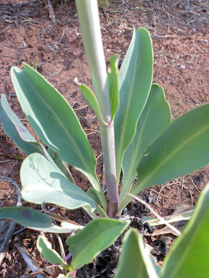 Grey-green leaves