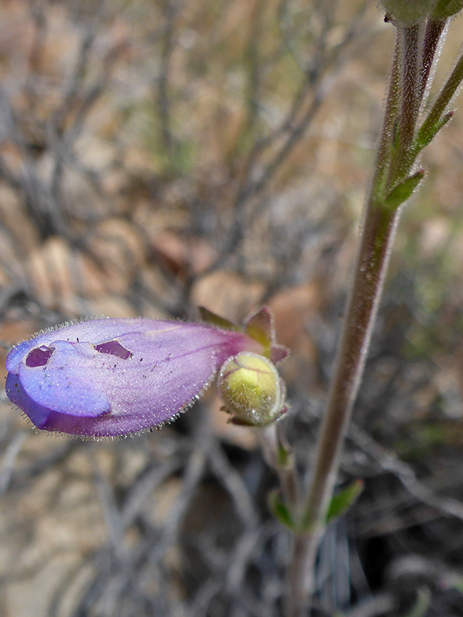 Opening flower