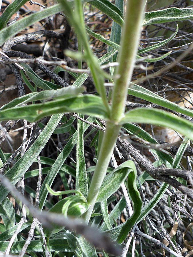 Stem leaves