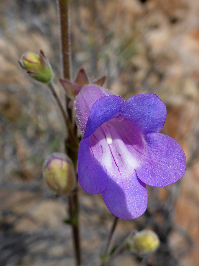 Blue-purple flower