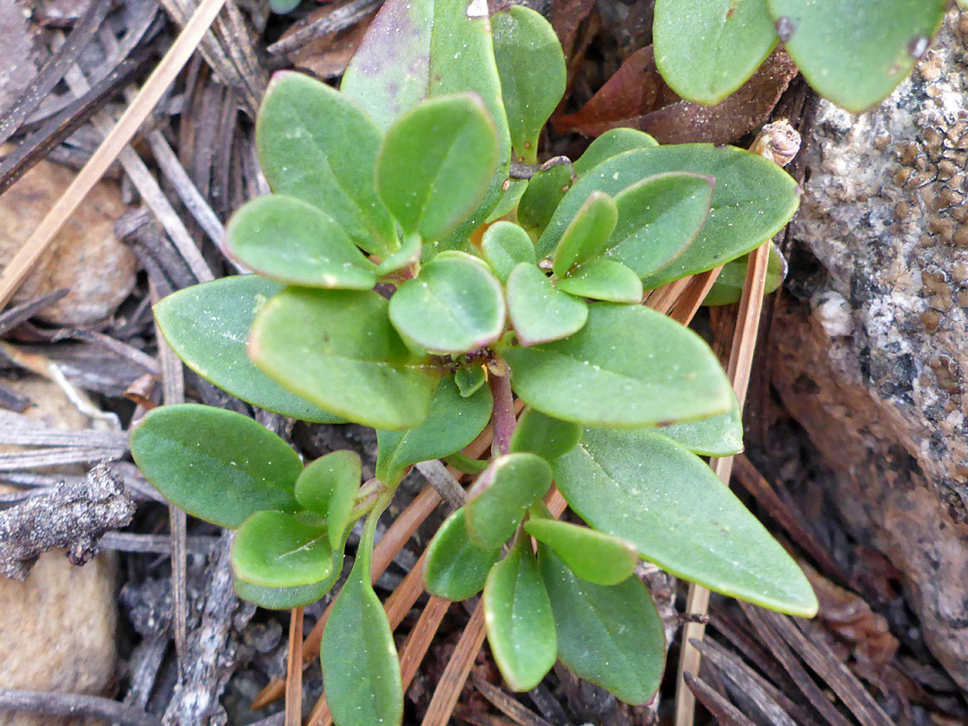 Hairless leaves