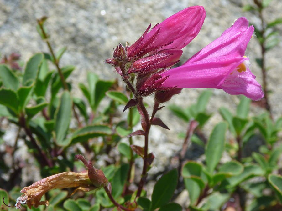 Pink flowers