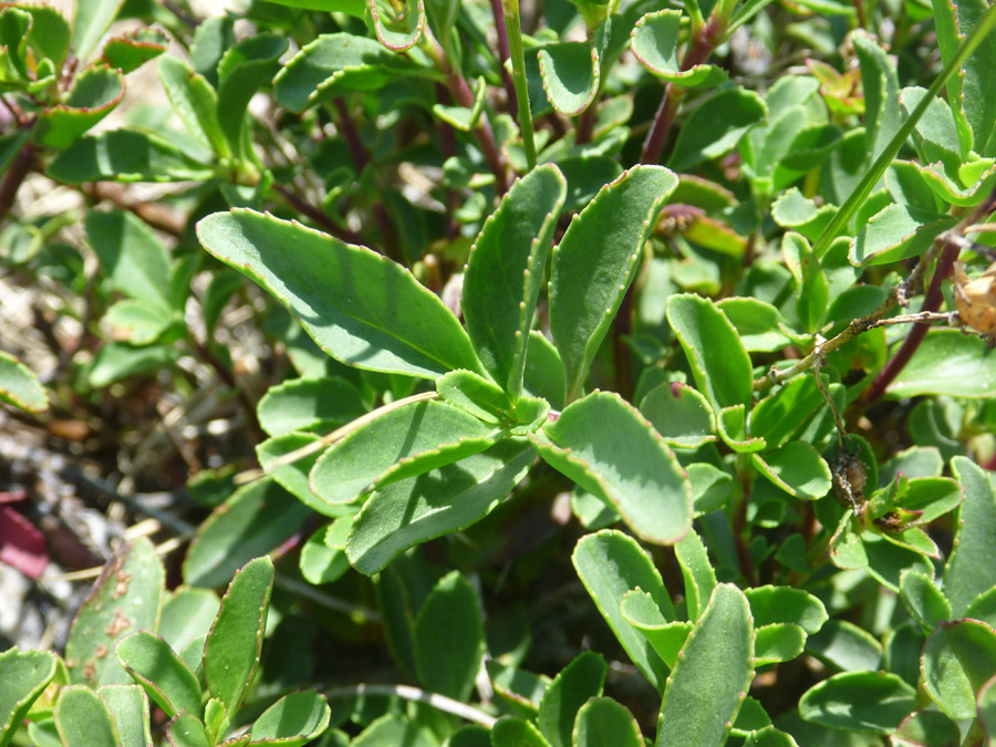 Toothed leaves