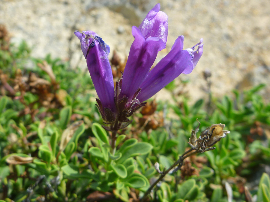 Three flowers