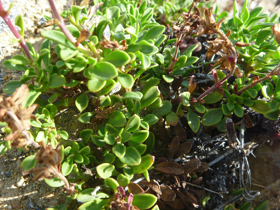 Small leaves