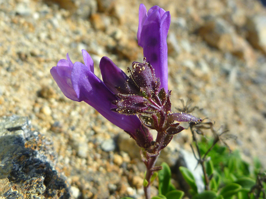 Flowers and calyces