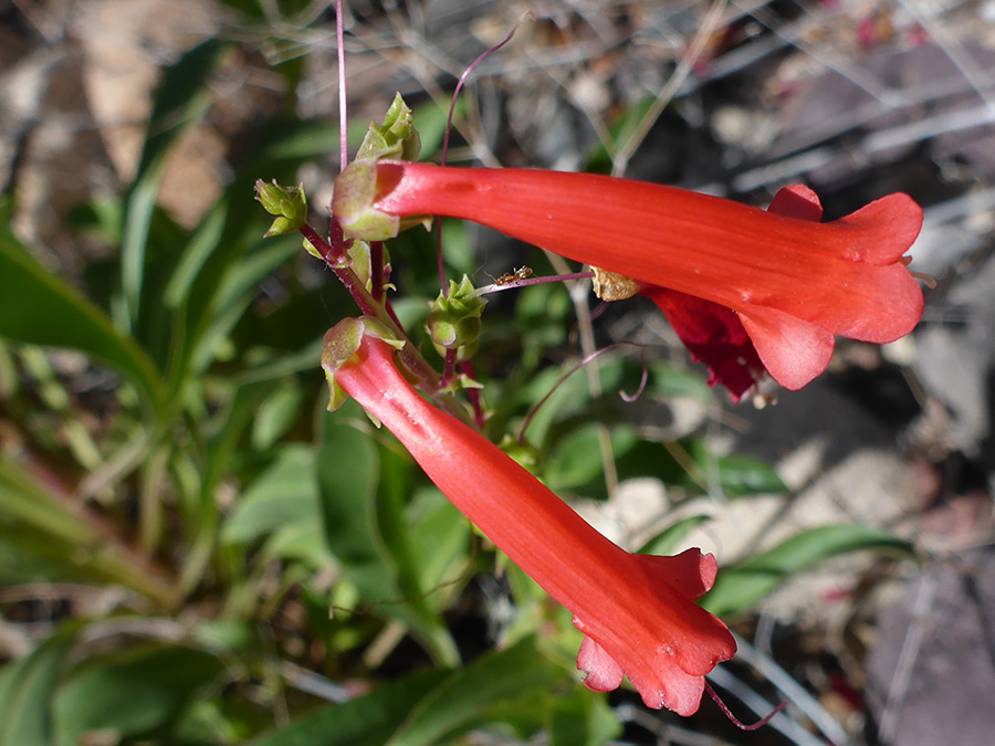 Two red flowers