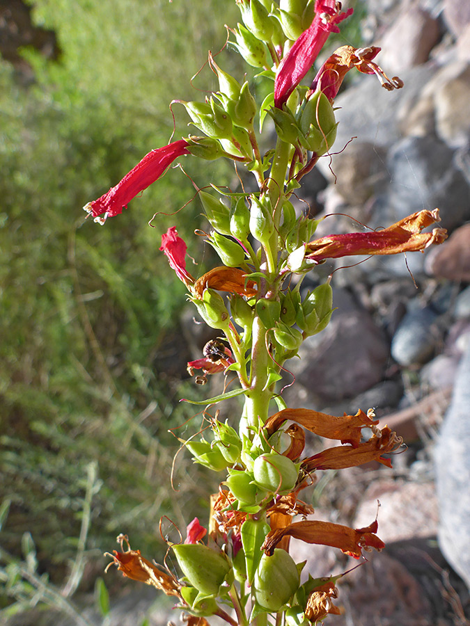 Withered flowers