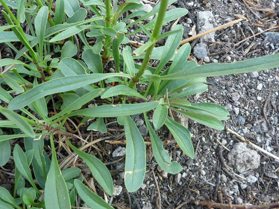 Linear leaves