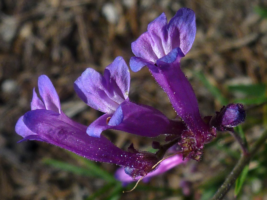 Three purple flowers