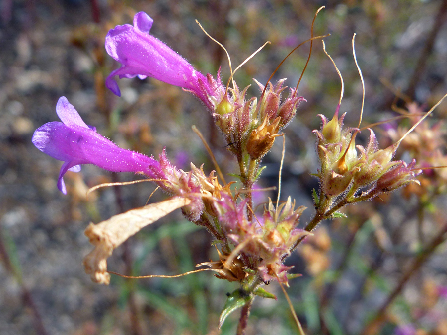 Withering flowers