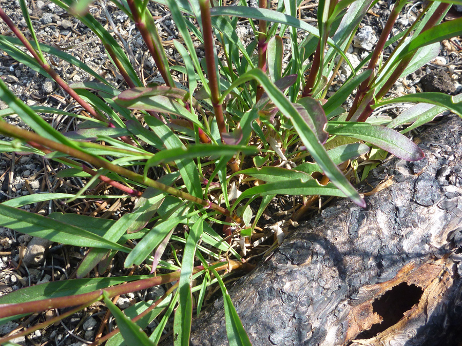 Basal leaves