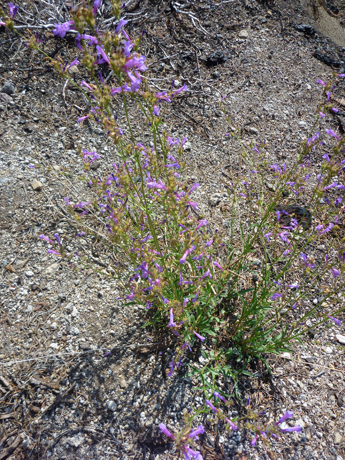 Tall, thin stems