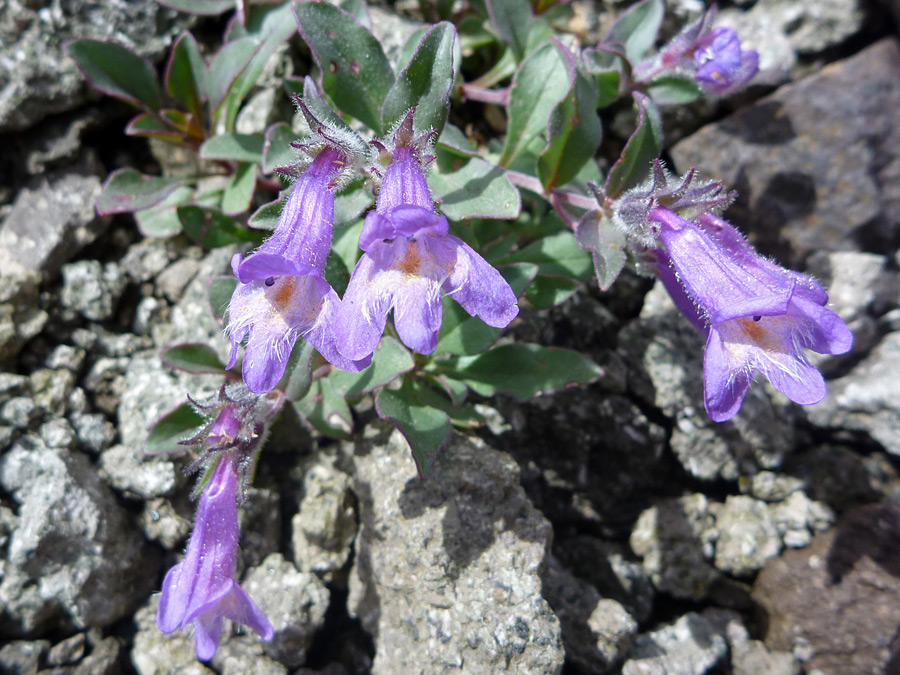 Group of flowers