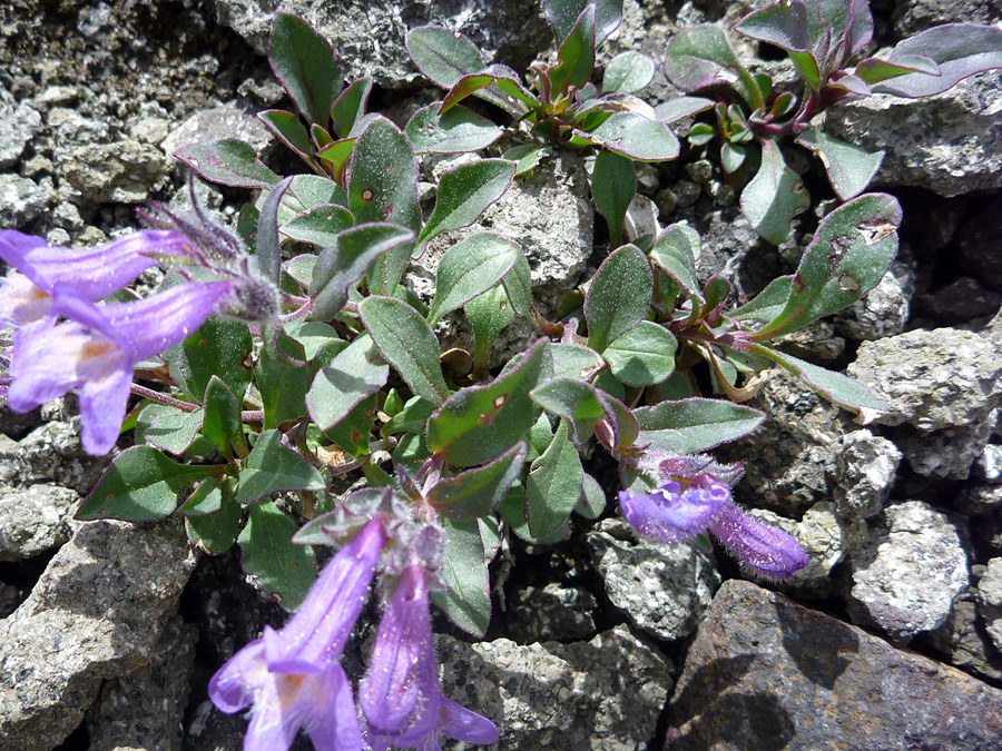 Oblanceolate leaves