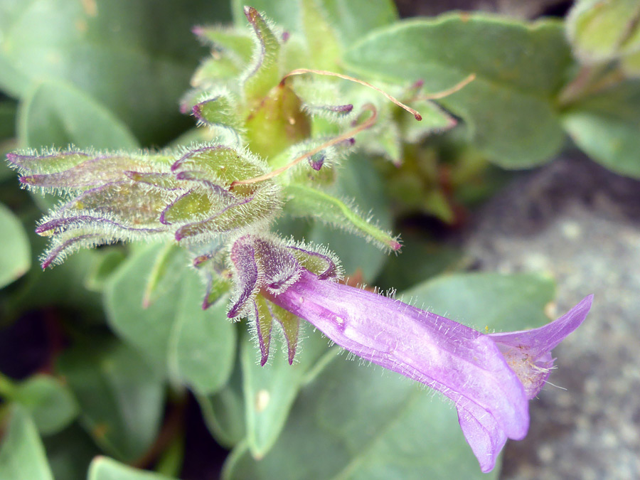 Hairy calyces