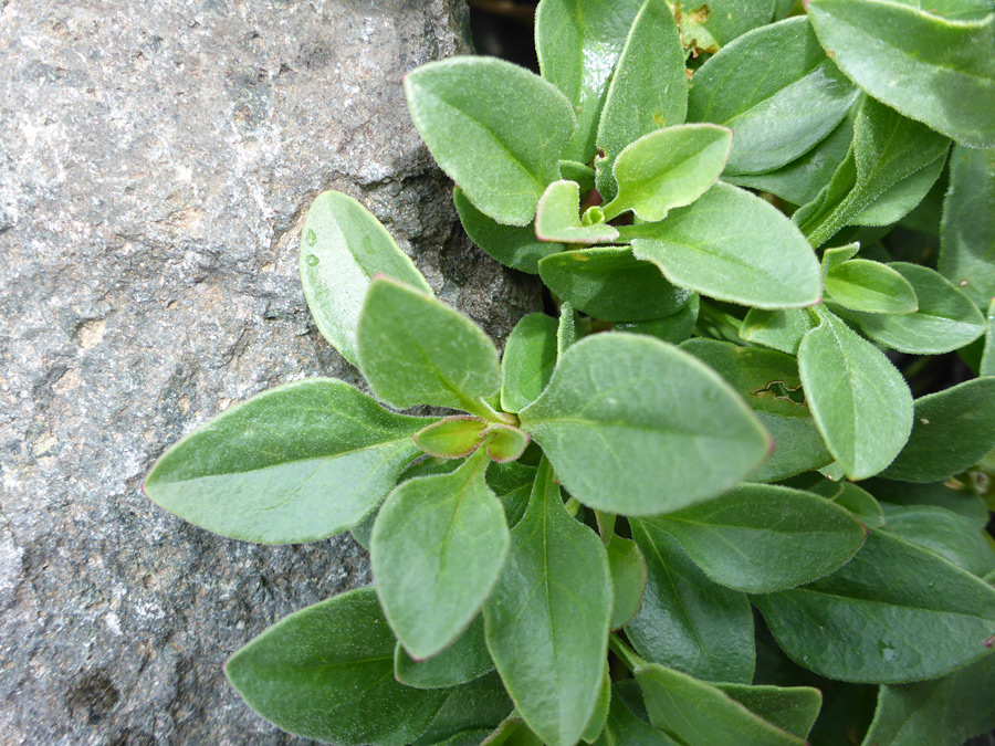 Short stems