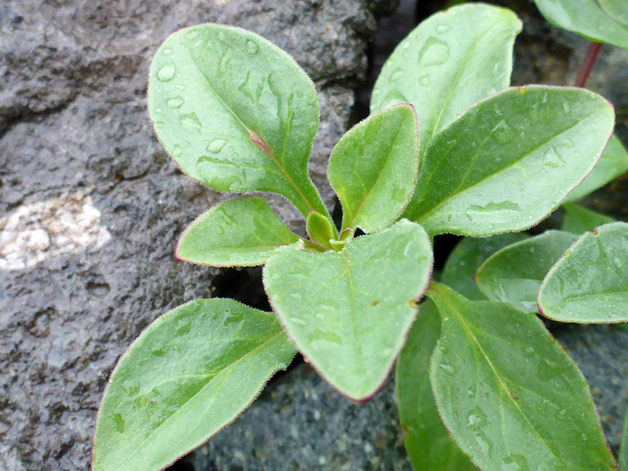 Leaves