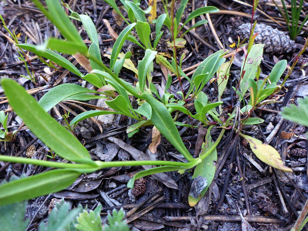 Lower stem leaves