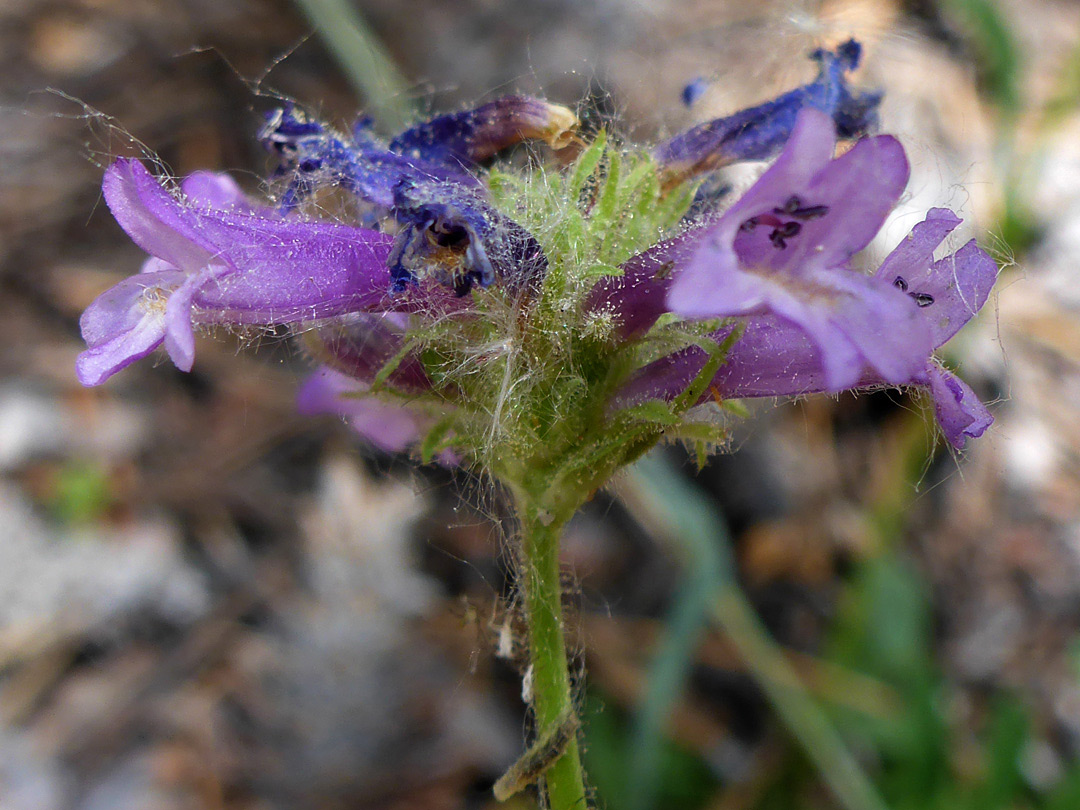 Hairy stem and calyces