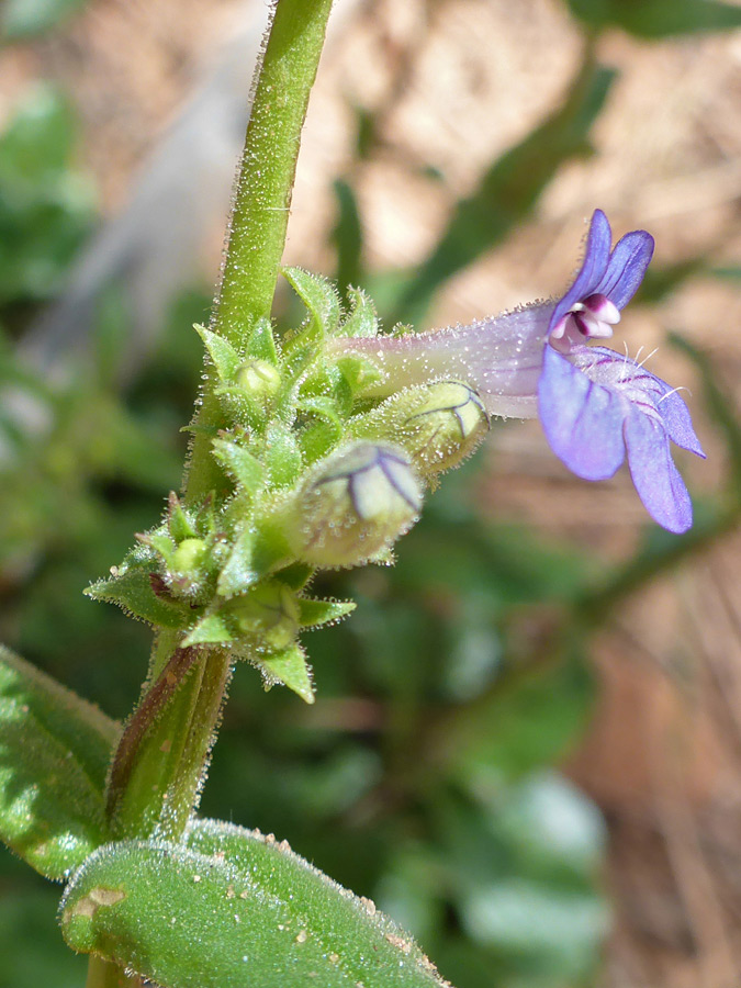 Flower and buds