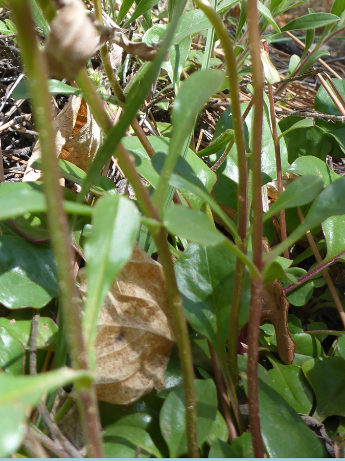 Stems and leaves