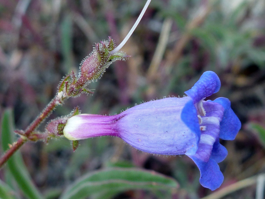 Flower and fruit