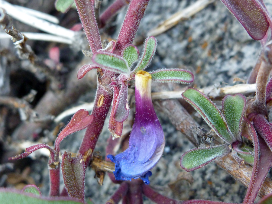 Hairy leaves and stems