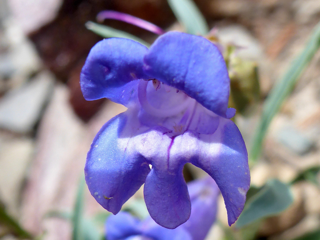 Blue flower