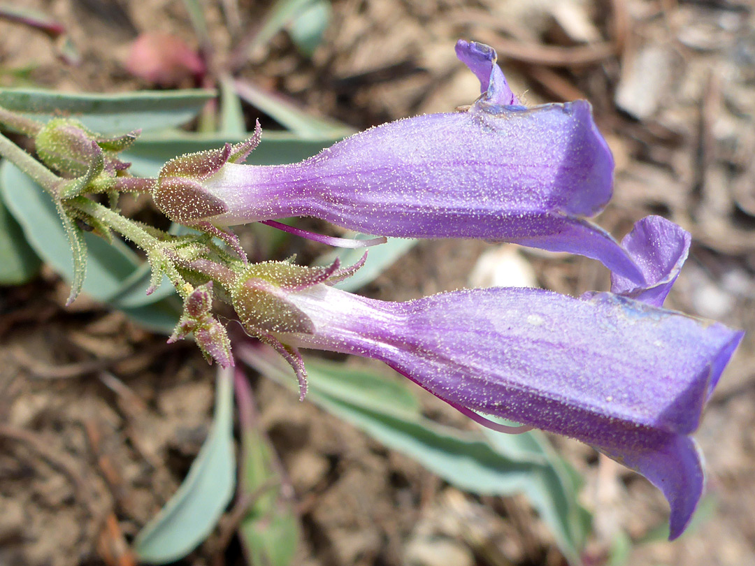 Two flowers