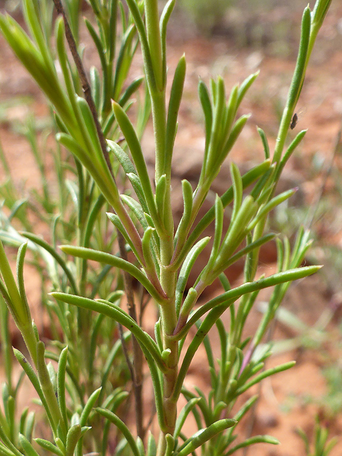 Linear leaves