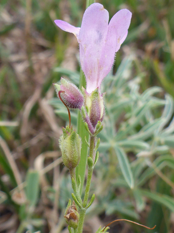 Calyces