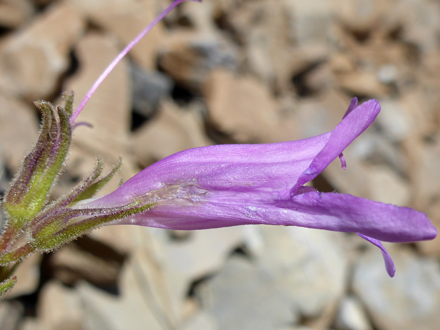 Purple flower