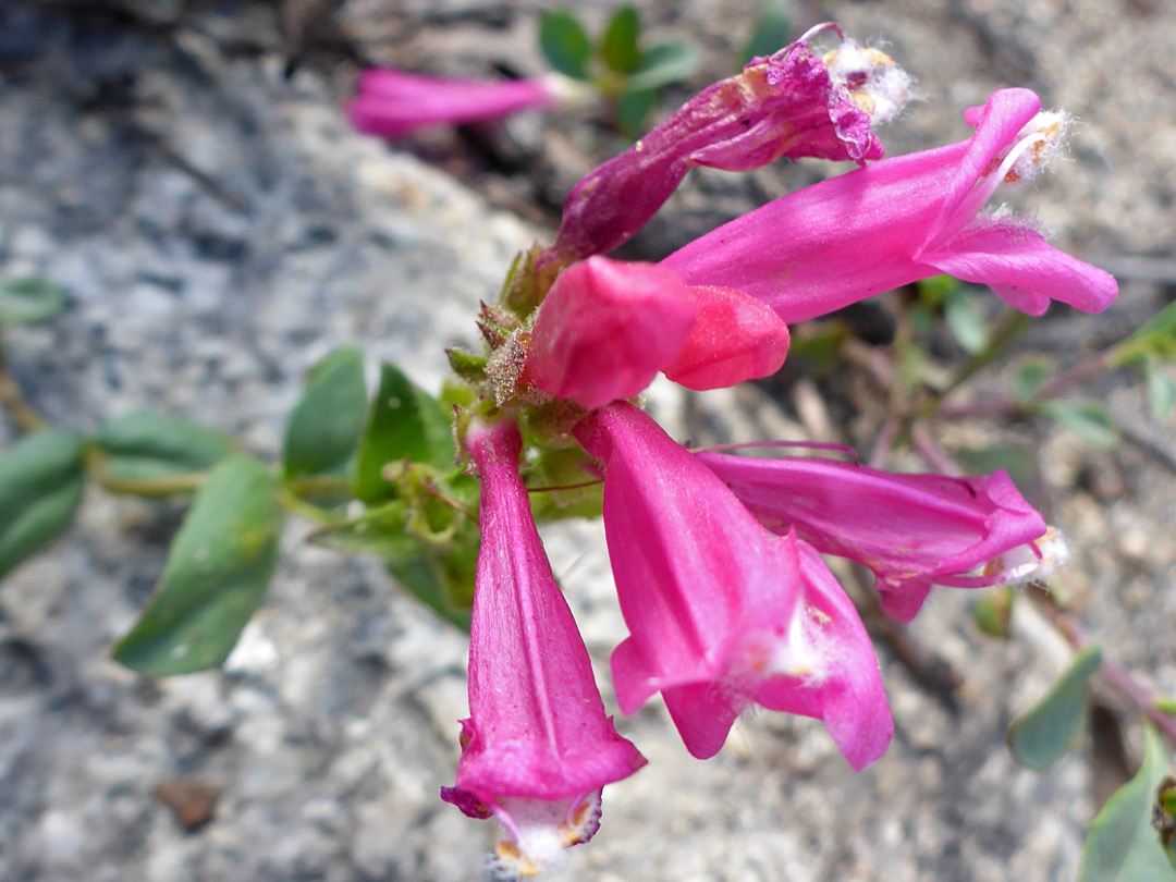 Reddish-pink flowers