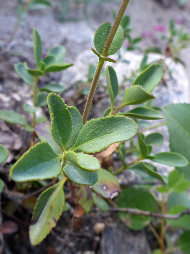 Thick, toothed leaves