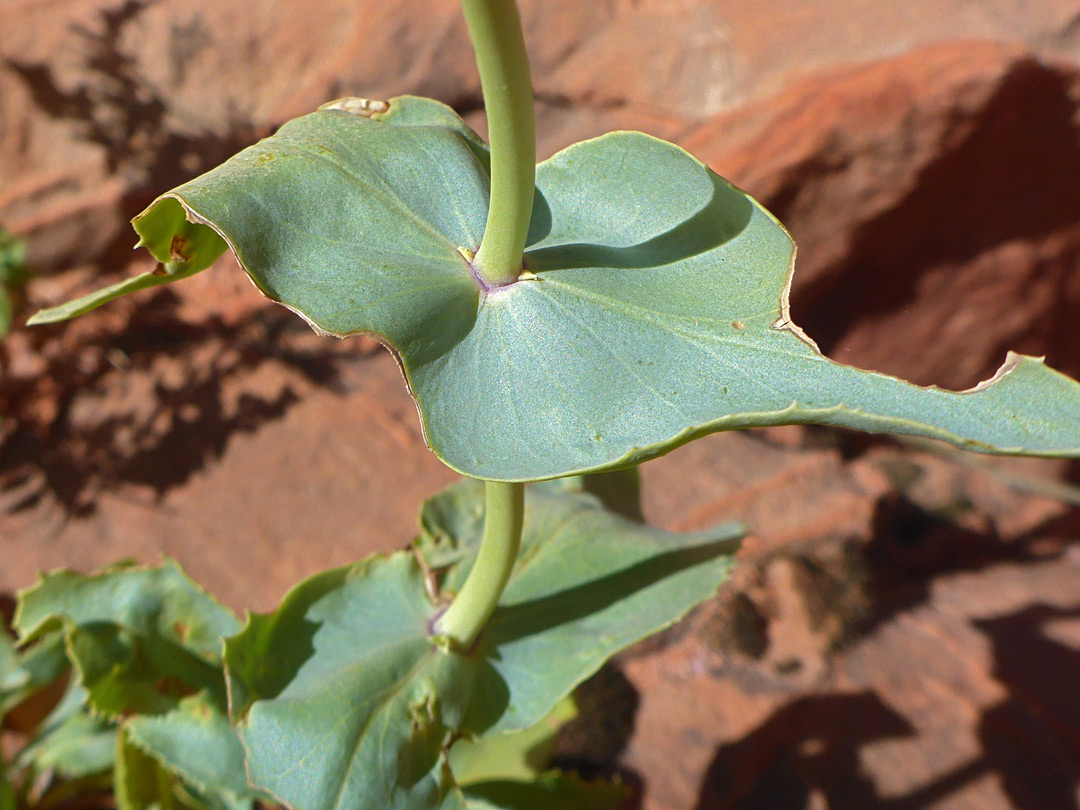 Perfoliate leaf