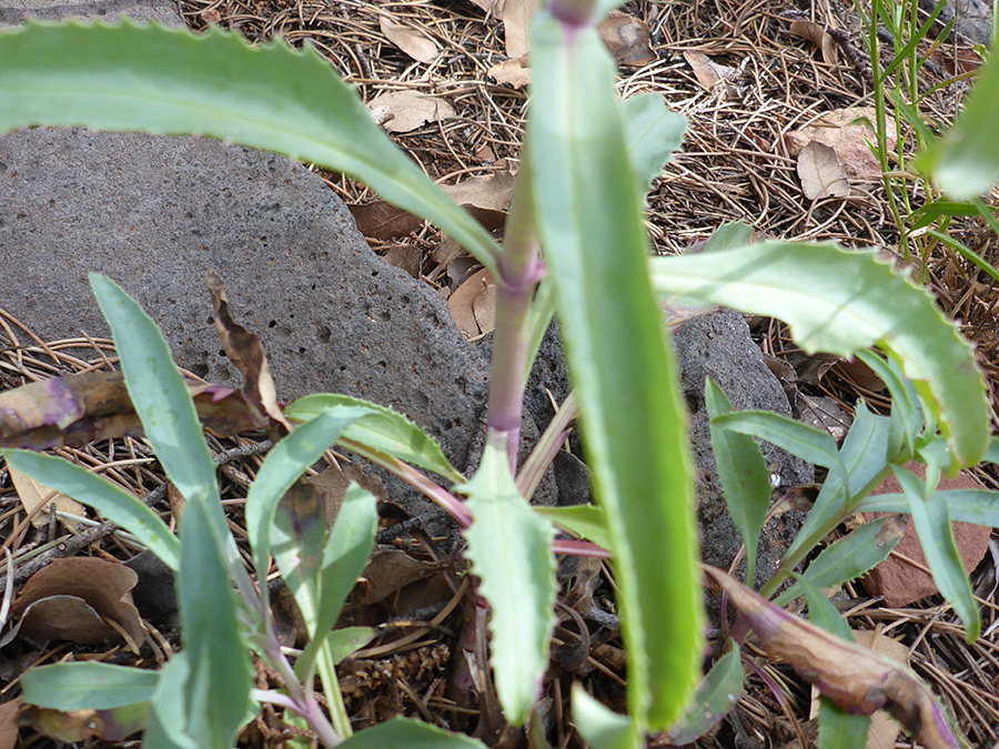 Opposite stem leaves