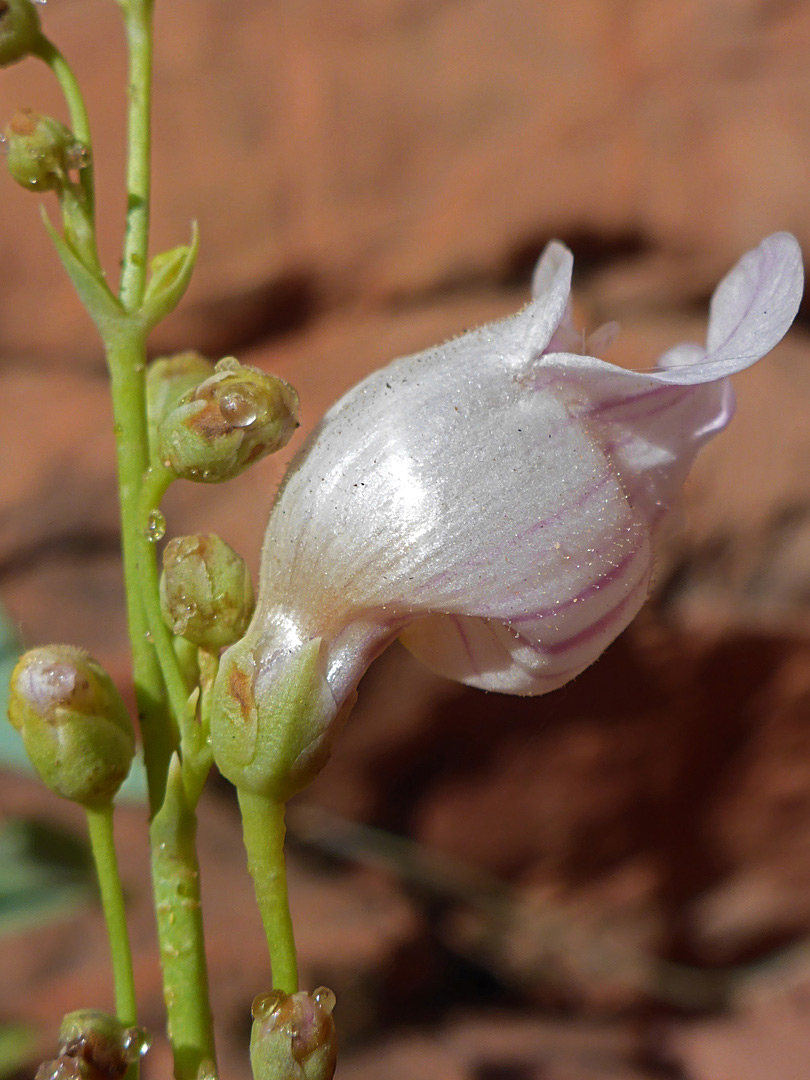 Sparsely-hairy corolla