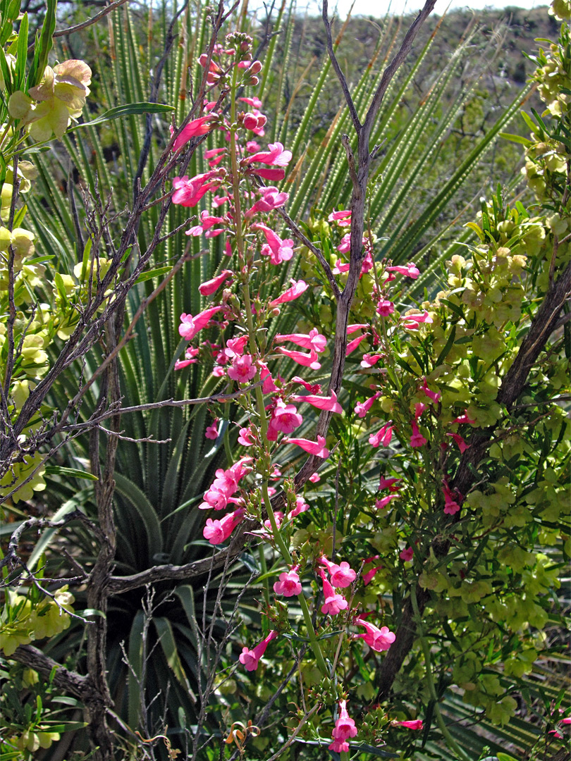 Penstemon parryi and sotol